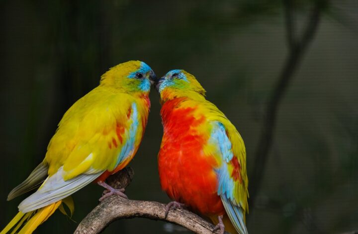 attractif oiseaux couleurs